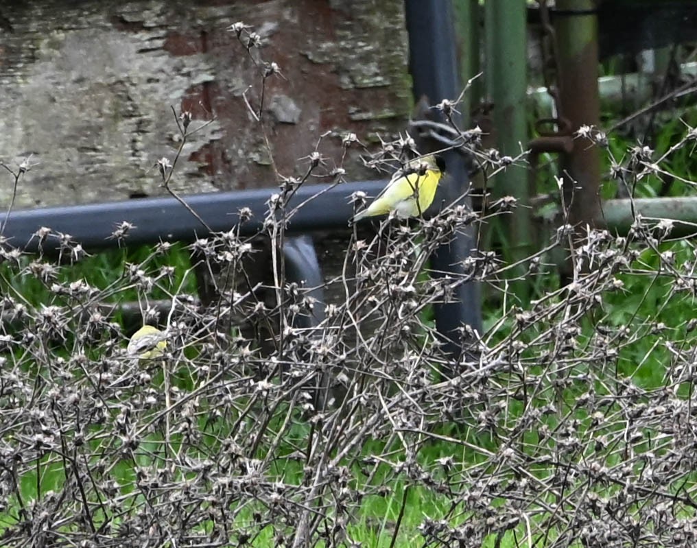 Lesser Goldfinch - ML631015128