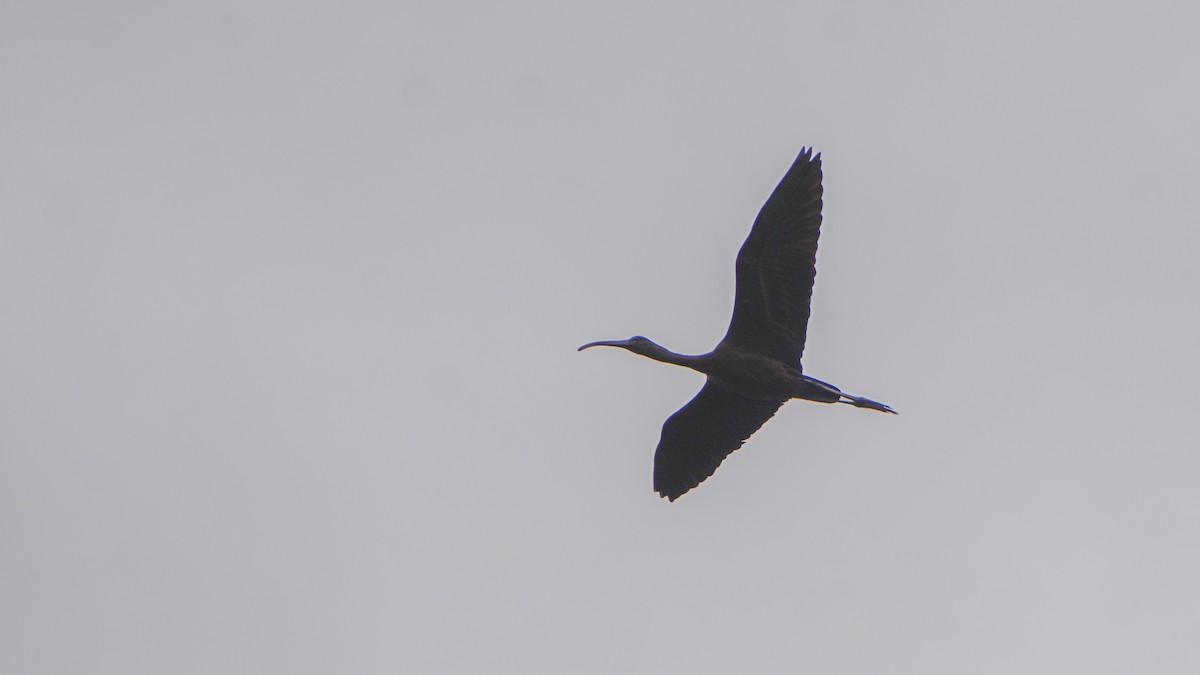Glossy Ibis - ML631015368