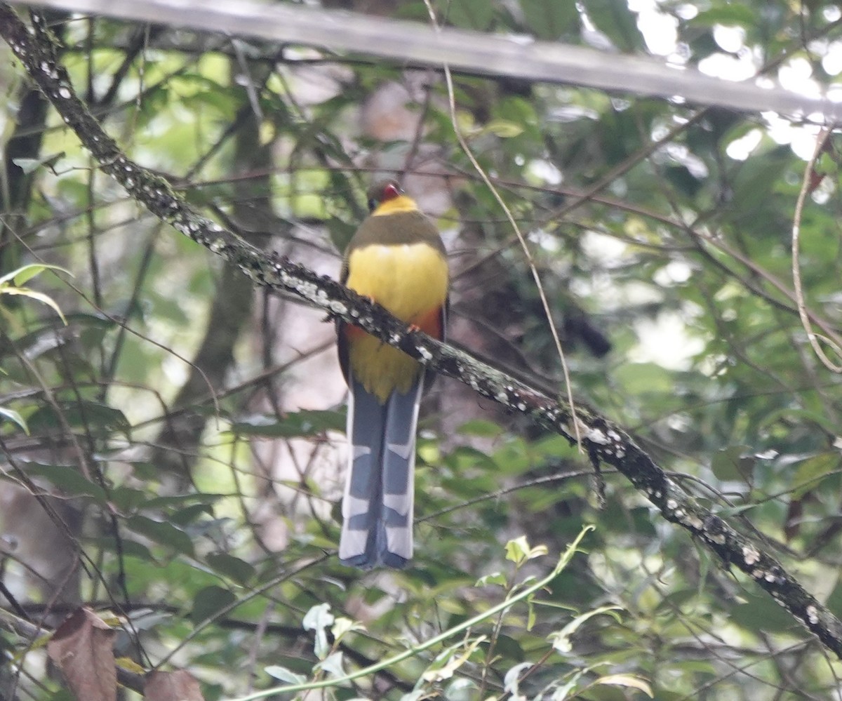 Javan Trogon - ML631015384