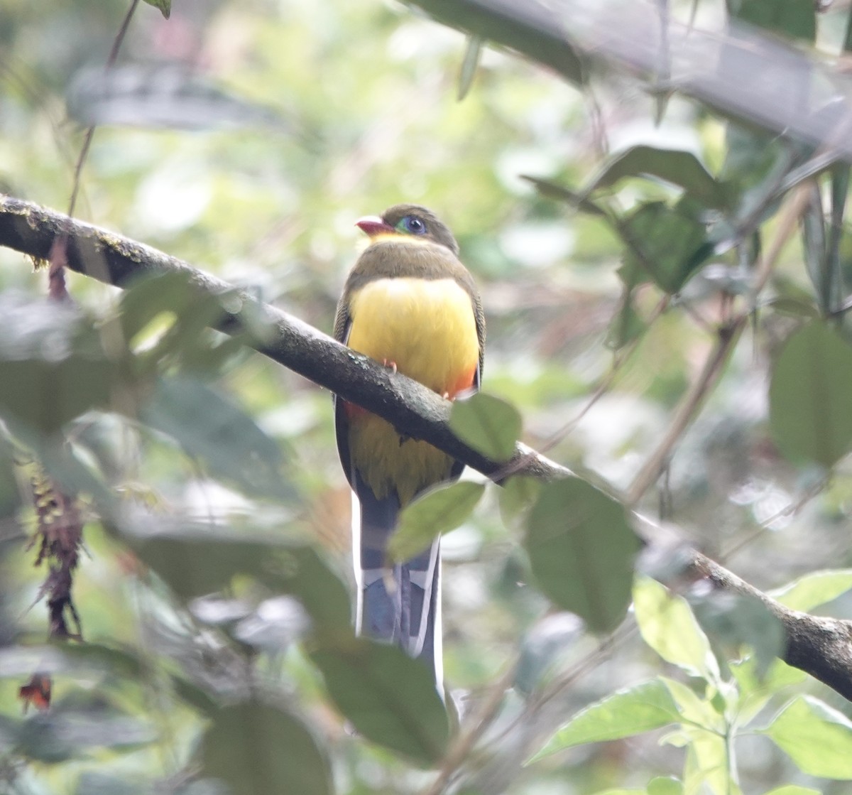 Javan Trogon - ML631015385