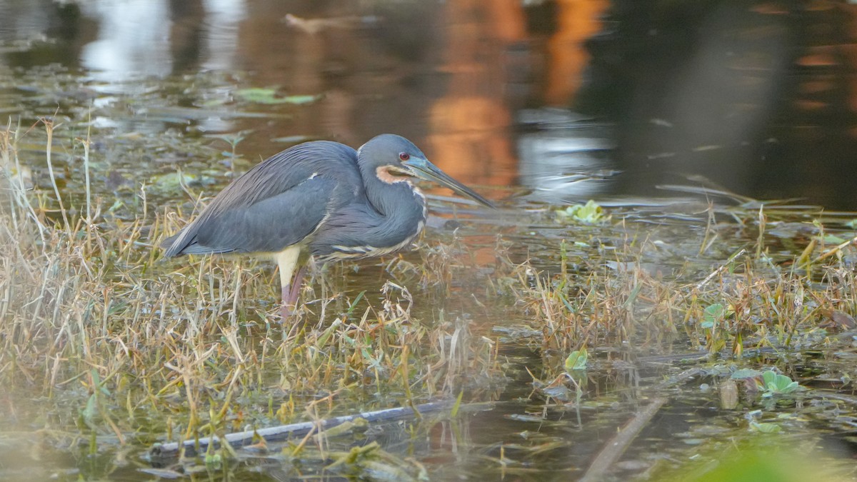 Tricolored Heron - ML631015388