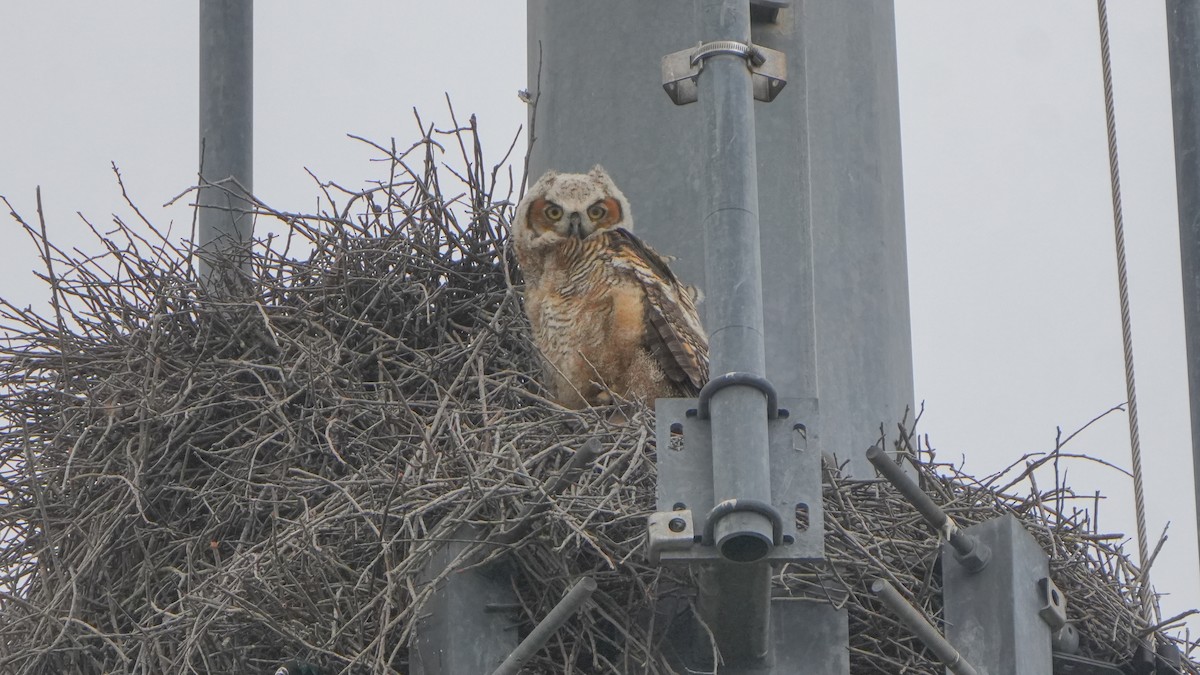 Great Horned Owl - ML631015396