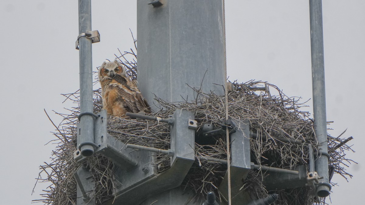 Great Horned Owl - ML631015405