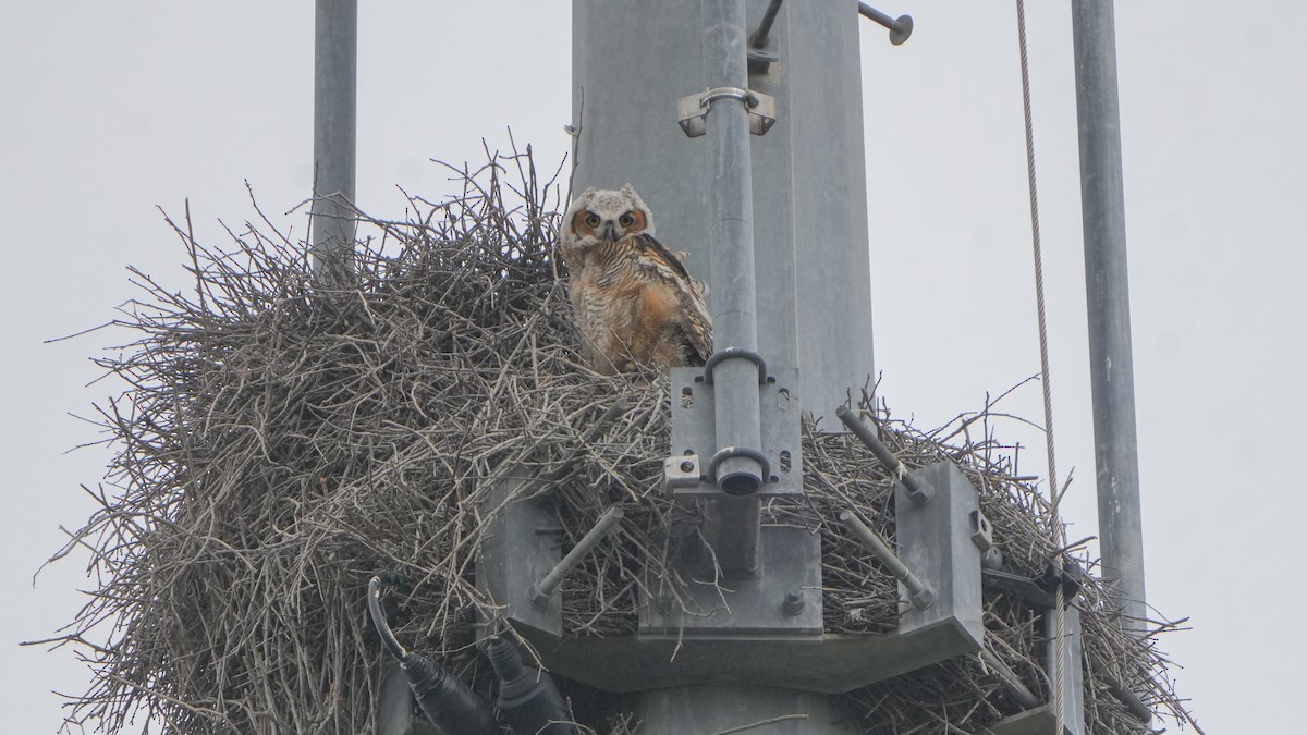 Great Horned Owl - ML631015416