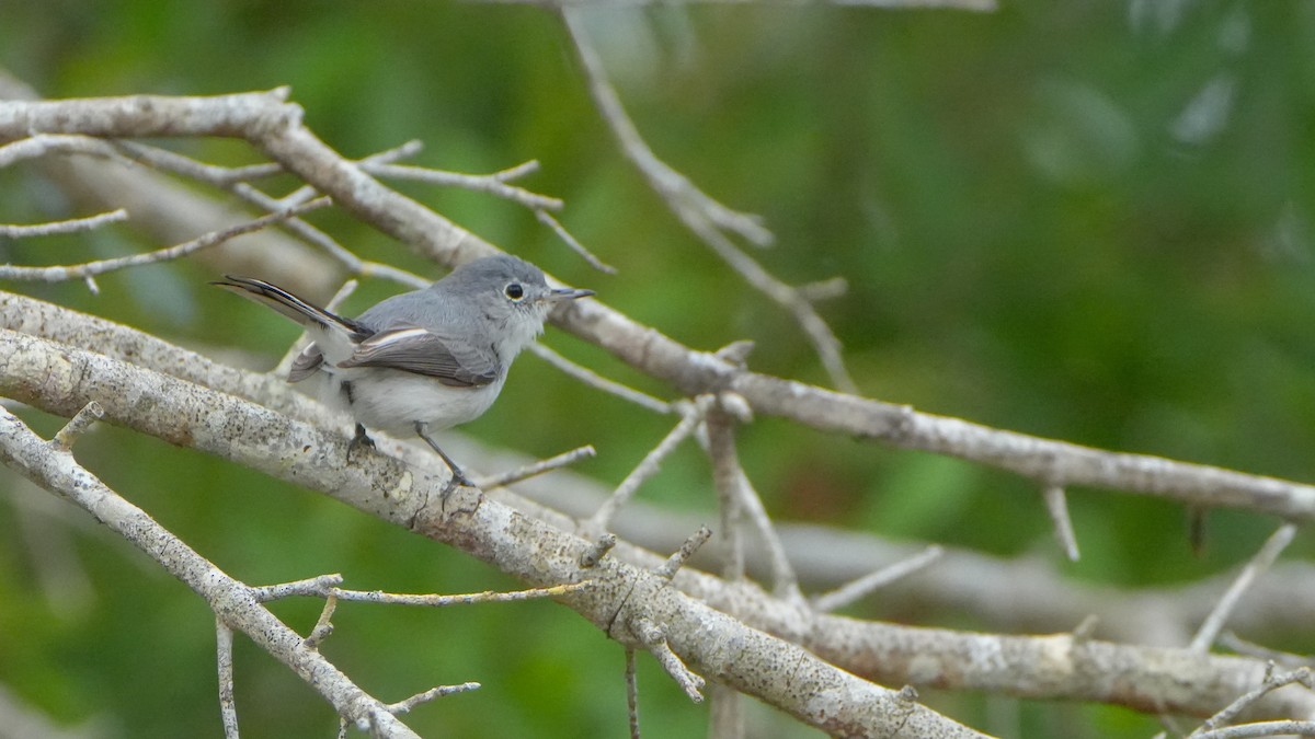 Blue-gray Gnatcatcher - ML631015430