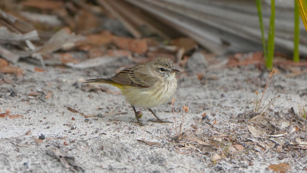 Palm Warbler - ML631015444