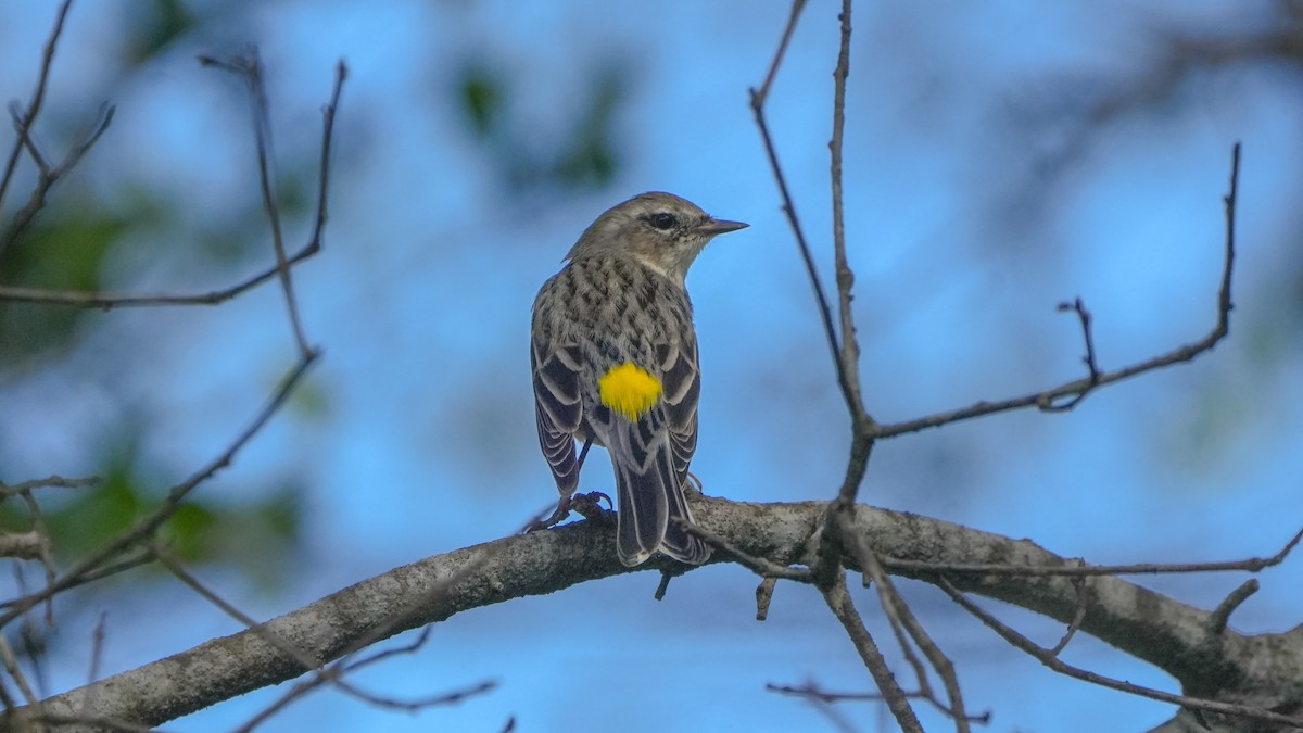 Yellow-rumped Warbler - ML631015455