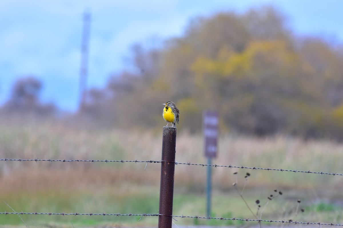 Western Meadowlark - ML631015458