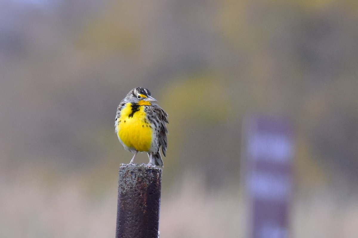 Western Meadowlark - ML631015491