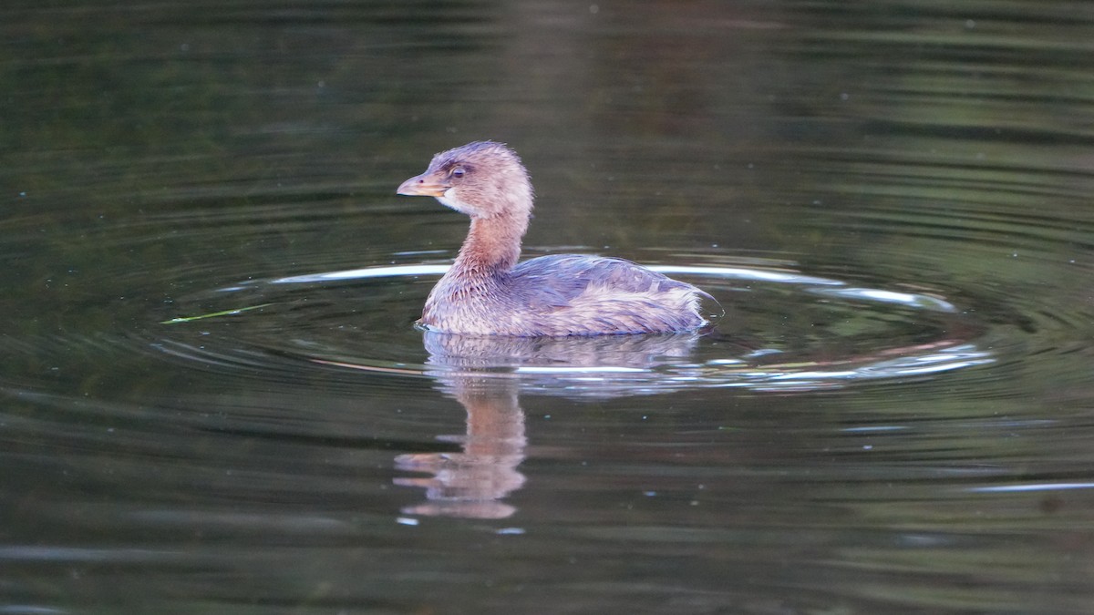 Pied-billed Grebe - ML631015527