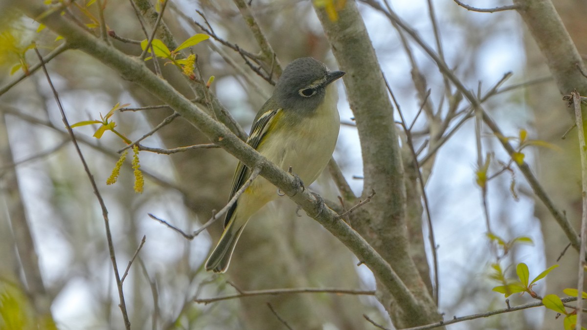 Blue-headed Vireo - ML631015557