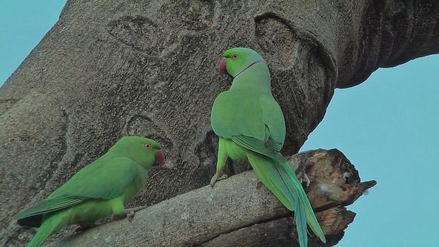 ホンセイインコ - ML631015609