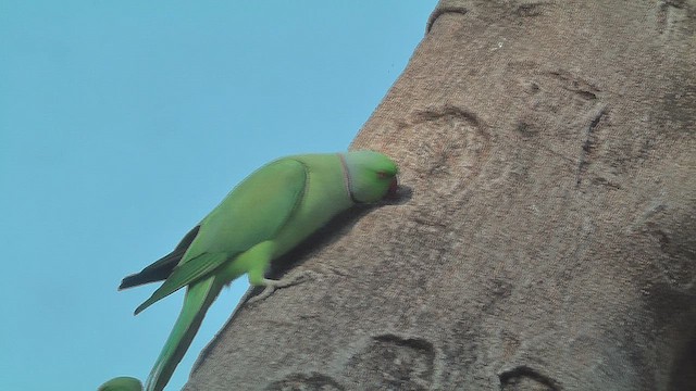 ホンセイインコ - ML631015620