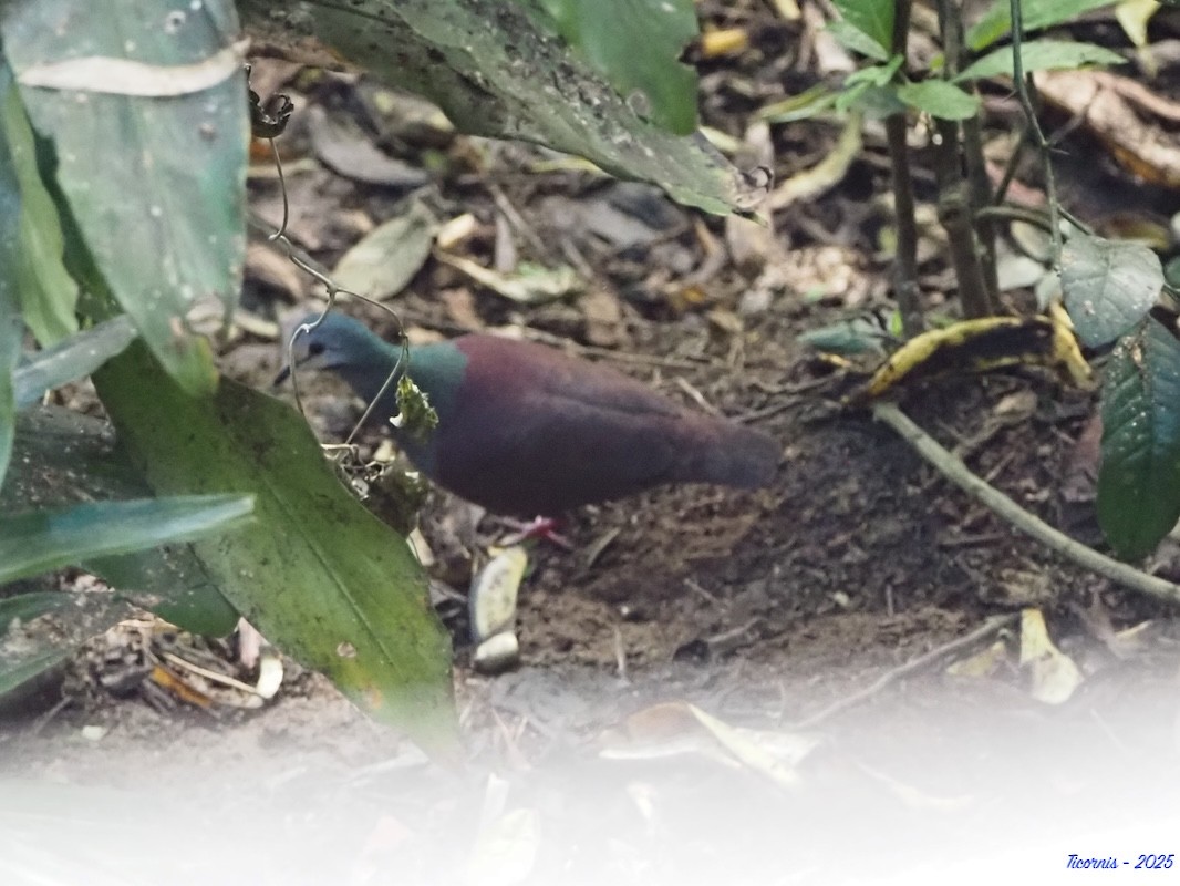 Purplish-backed Quail-Dove - ML631015772