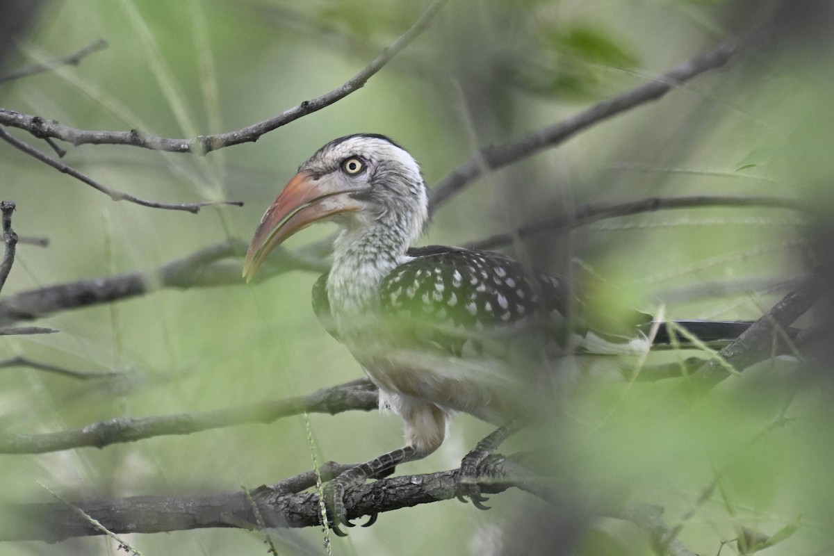 Southern Red-billed Hornbill - ML631015790