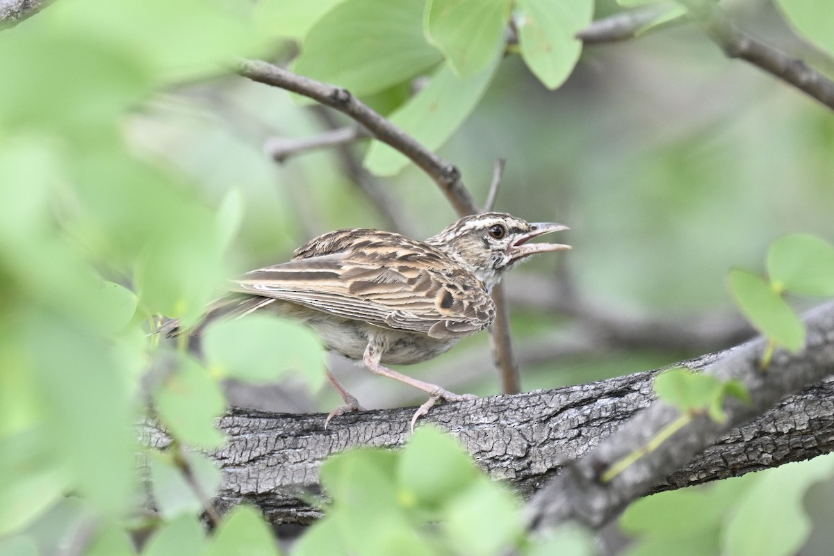 Sabota Lark - ML631015795