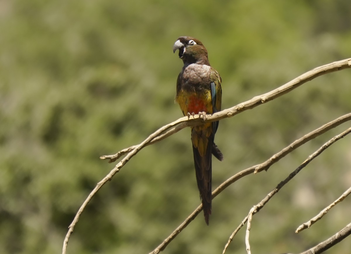 Burrowing Parakeet (Chilean) - ML631016131