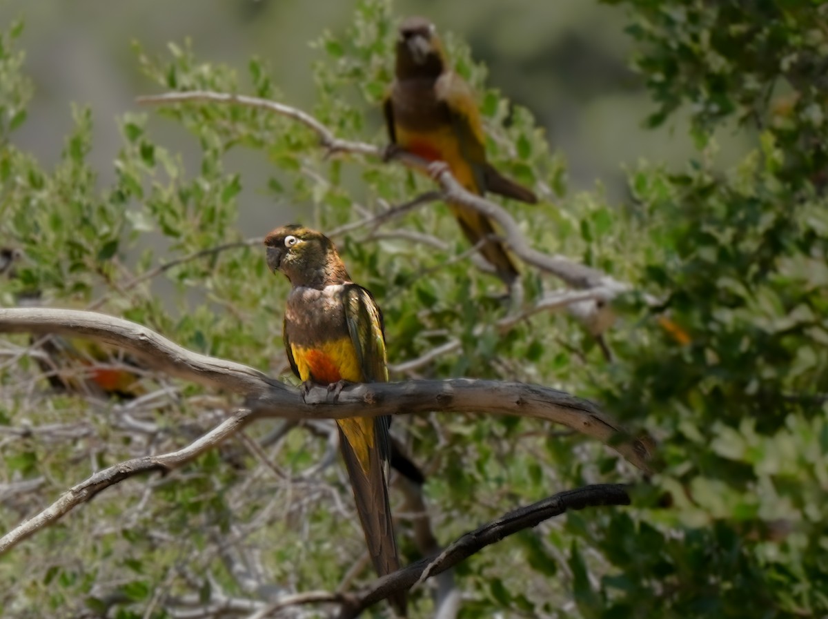 Burrowing Parakeet (Chilean) - ML631016132