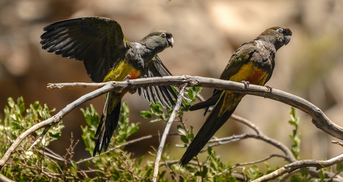 Burrowing Parakeet (Chilean) - ML631016134