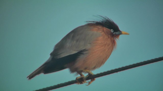 Браминский скворец - ML631016237