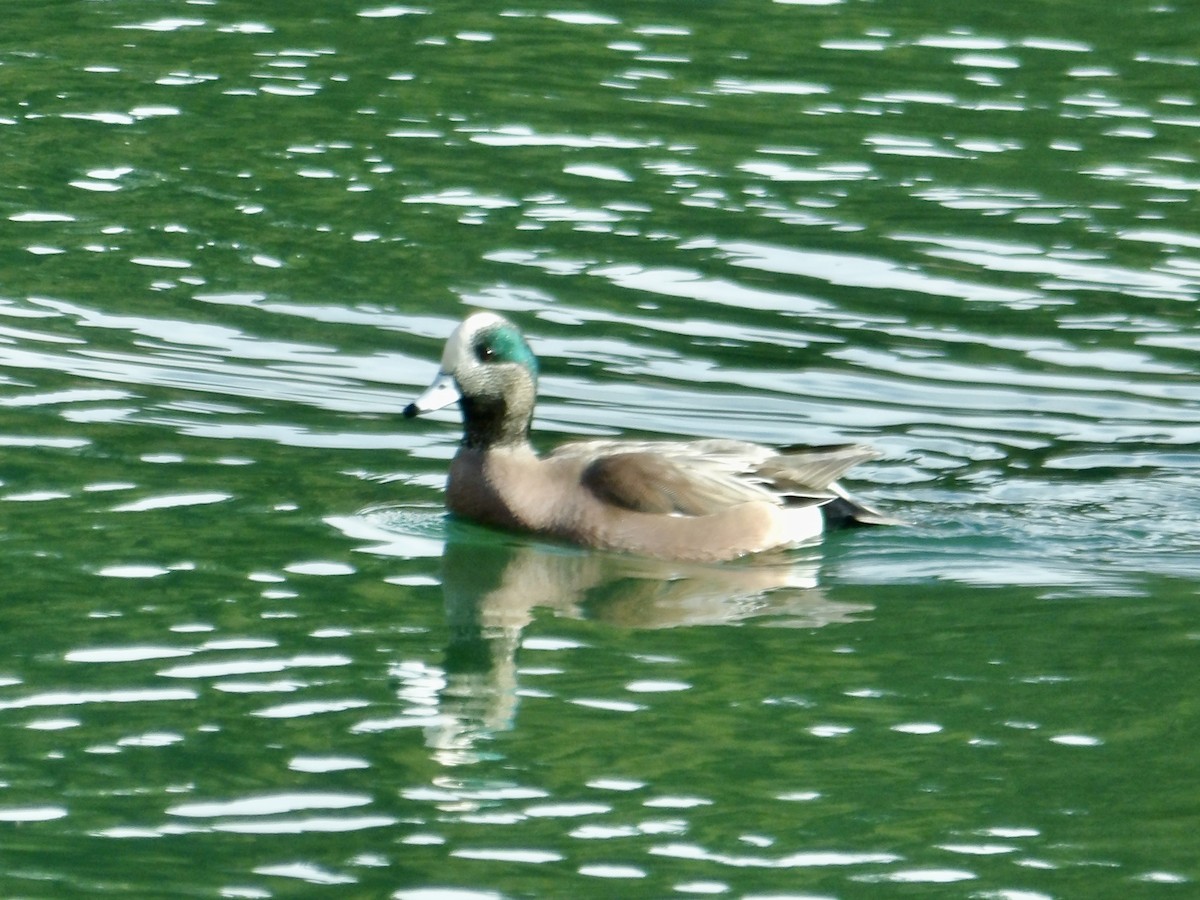 Canard d'Amérique - ML631016320