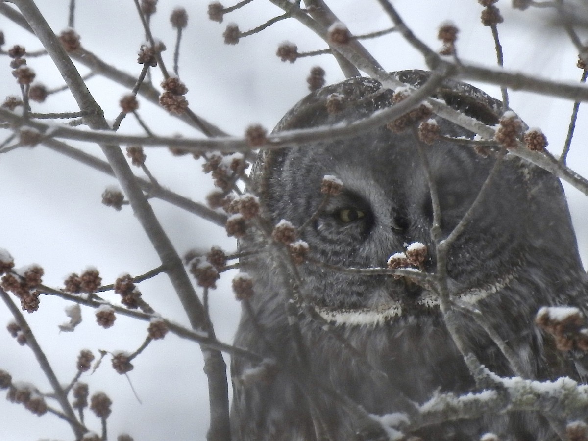 Great Gray Owl - ML631016330