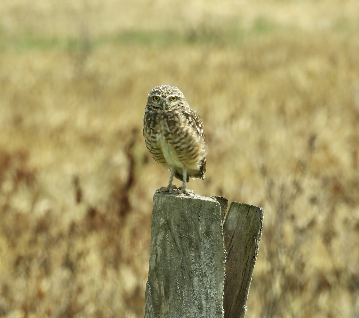 Burrowing Owl - ML631016333