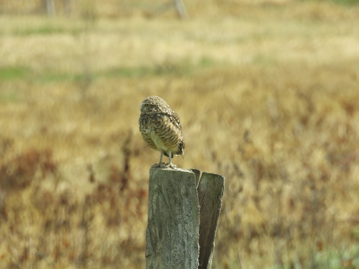 Burrowing Owl - ML631016355