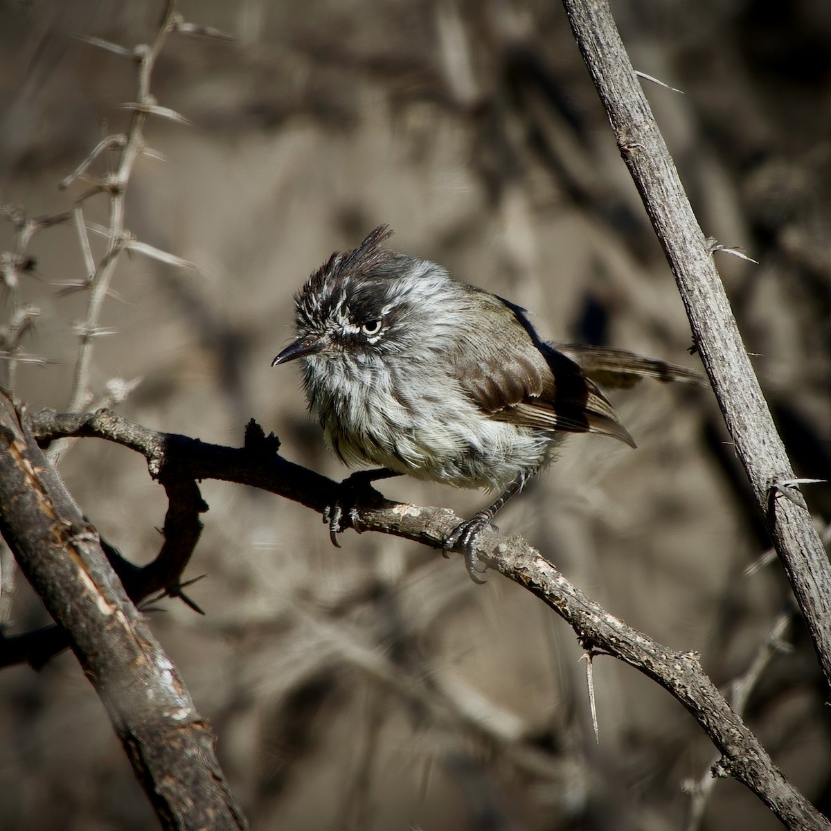 Tufted Tit-Tyrant - ML631016450