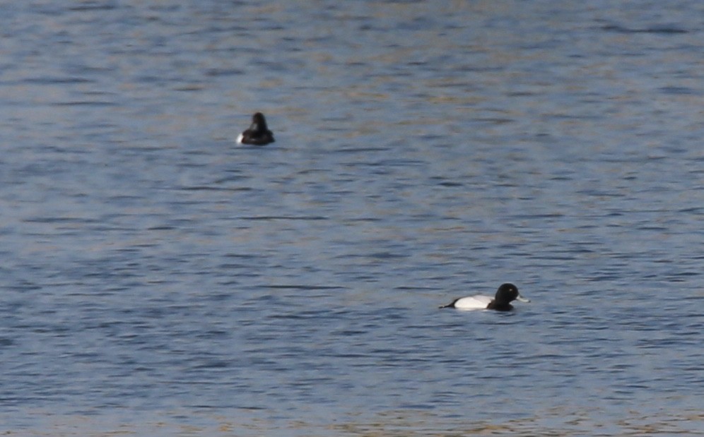 Greater Scaup - ML631016593