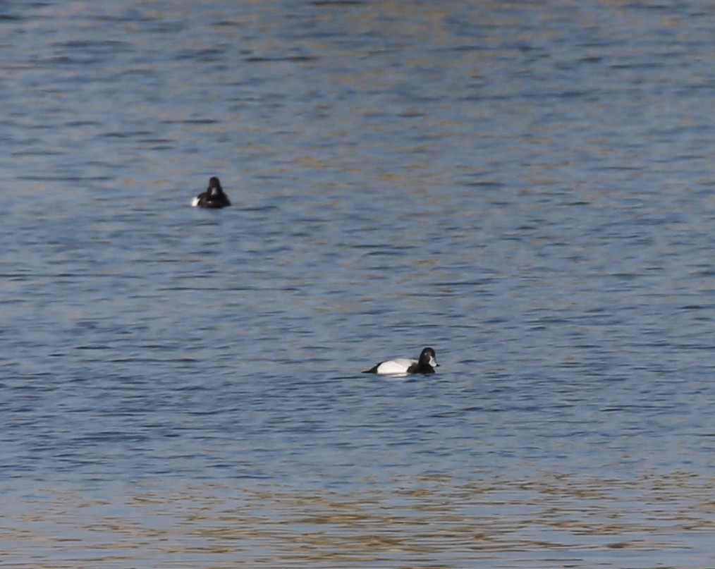 Greater Scaup - ML631016597