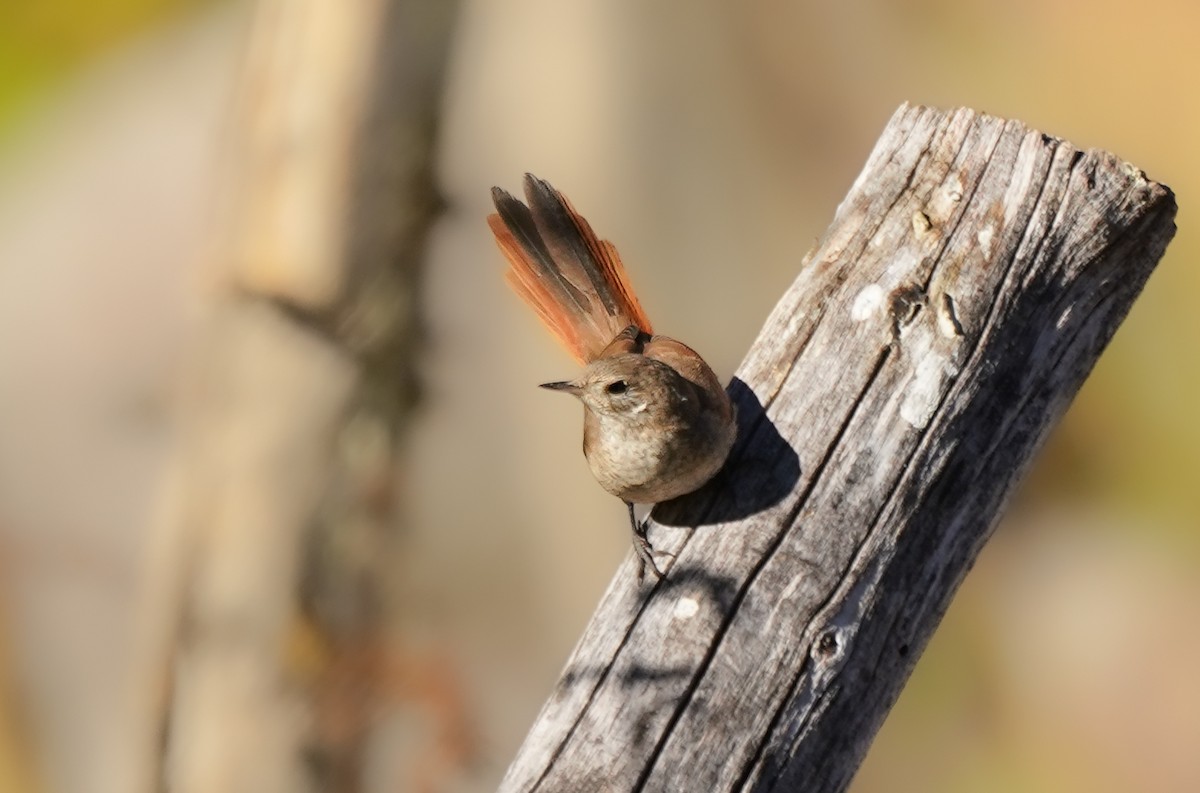 Sharp-billed Canastero - ML631016729