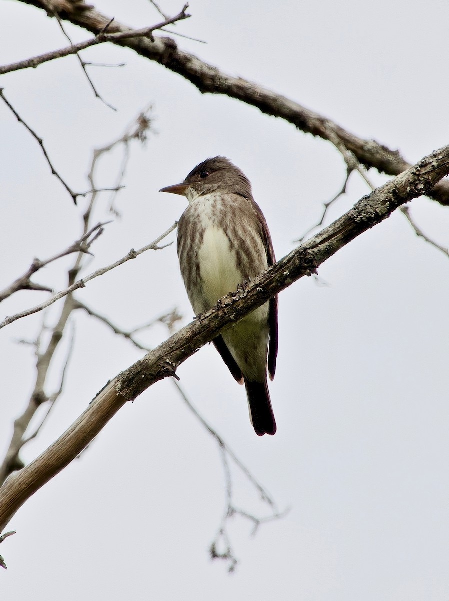 Olive-sided Flycatcher - ML631016772