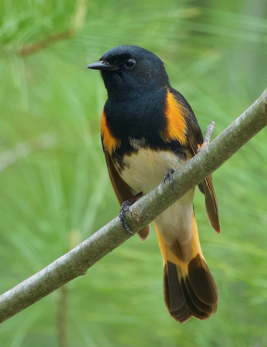 American Redstart - ML631016813