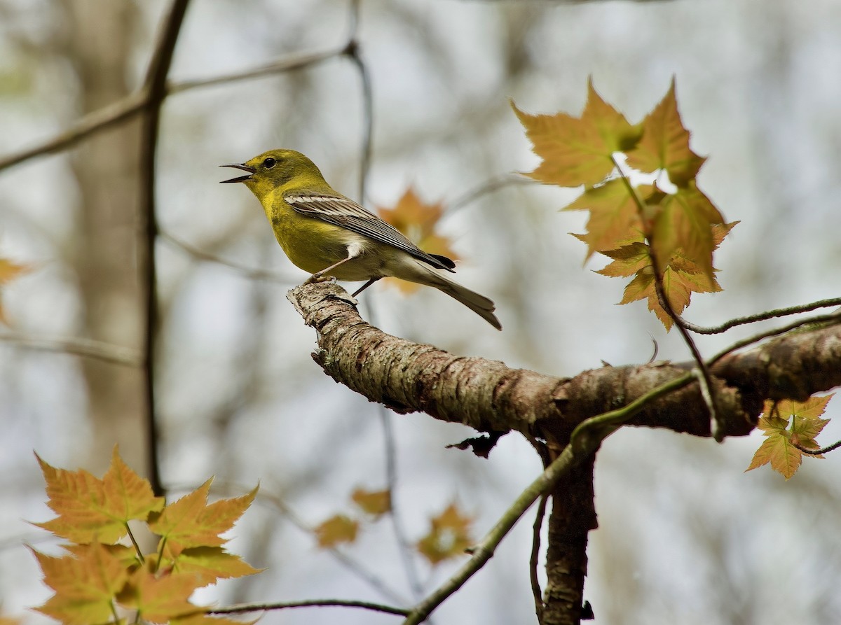 Pine Warbler - ML631016840
