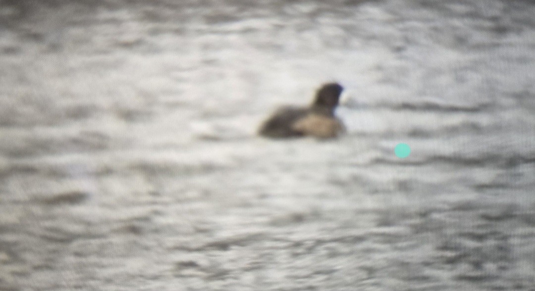 bergand/purpurhodeand - ML631017083