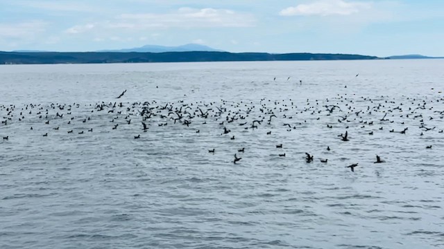 灰水薙鳥 - ML631017229
