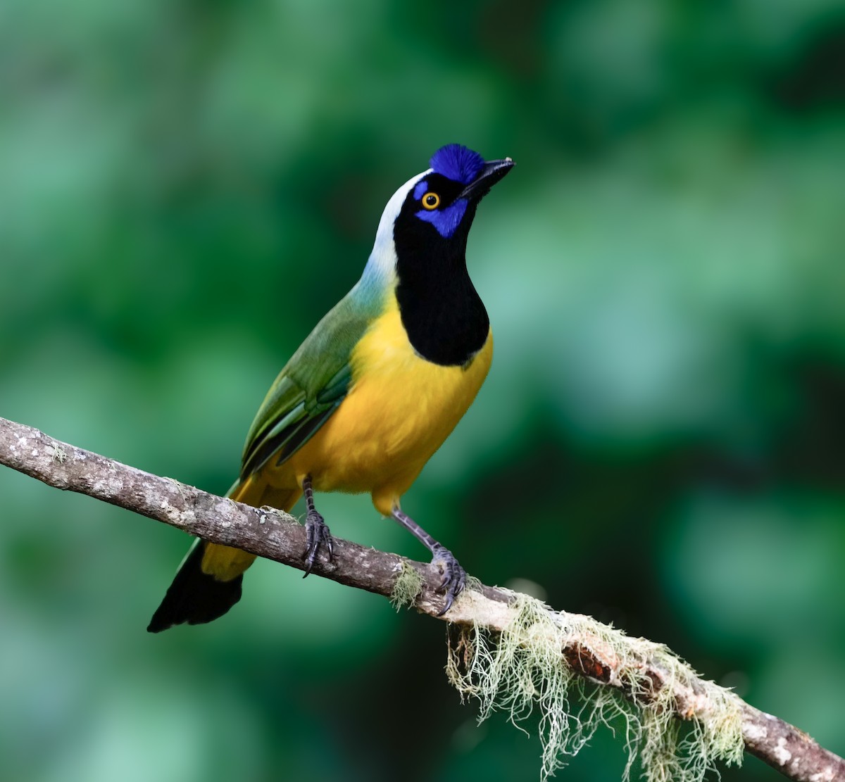 Green Jay - ML631017248