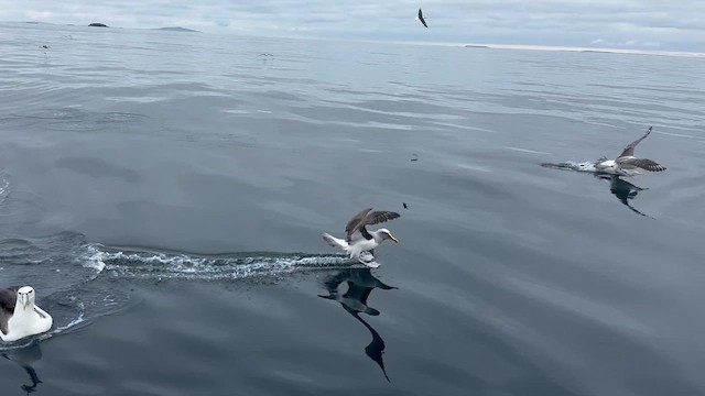Bulleralbatros - ML631017265