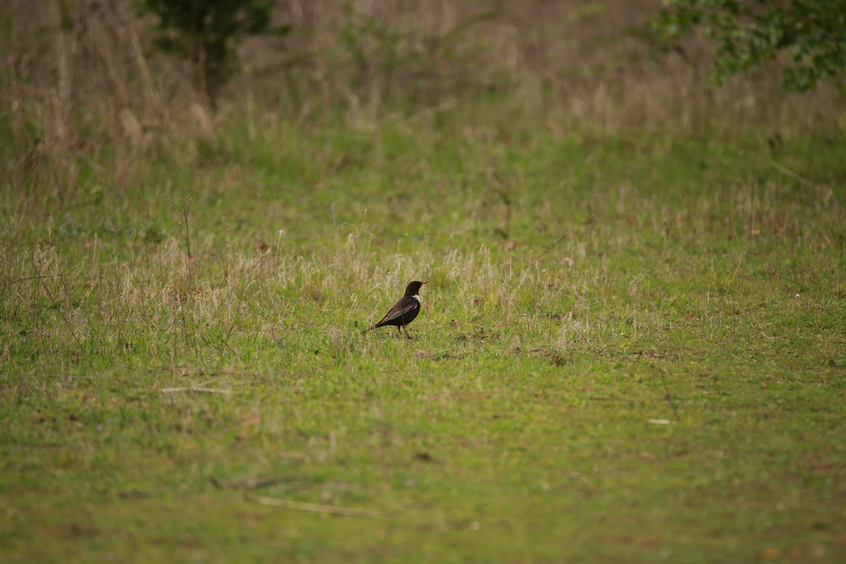 Ring Ouzel - ML631017268