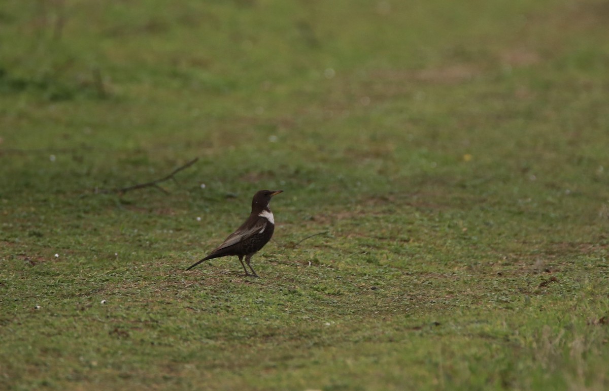 Ring Ouzel - ML631017276