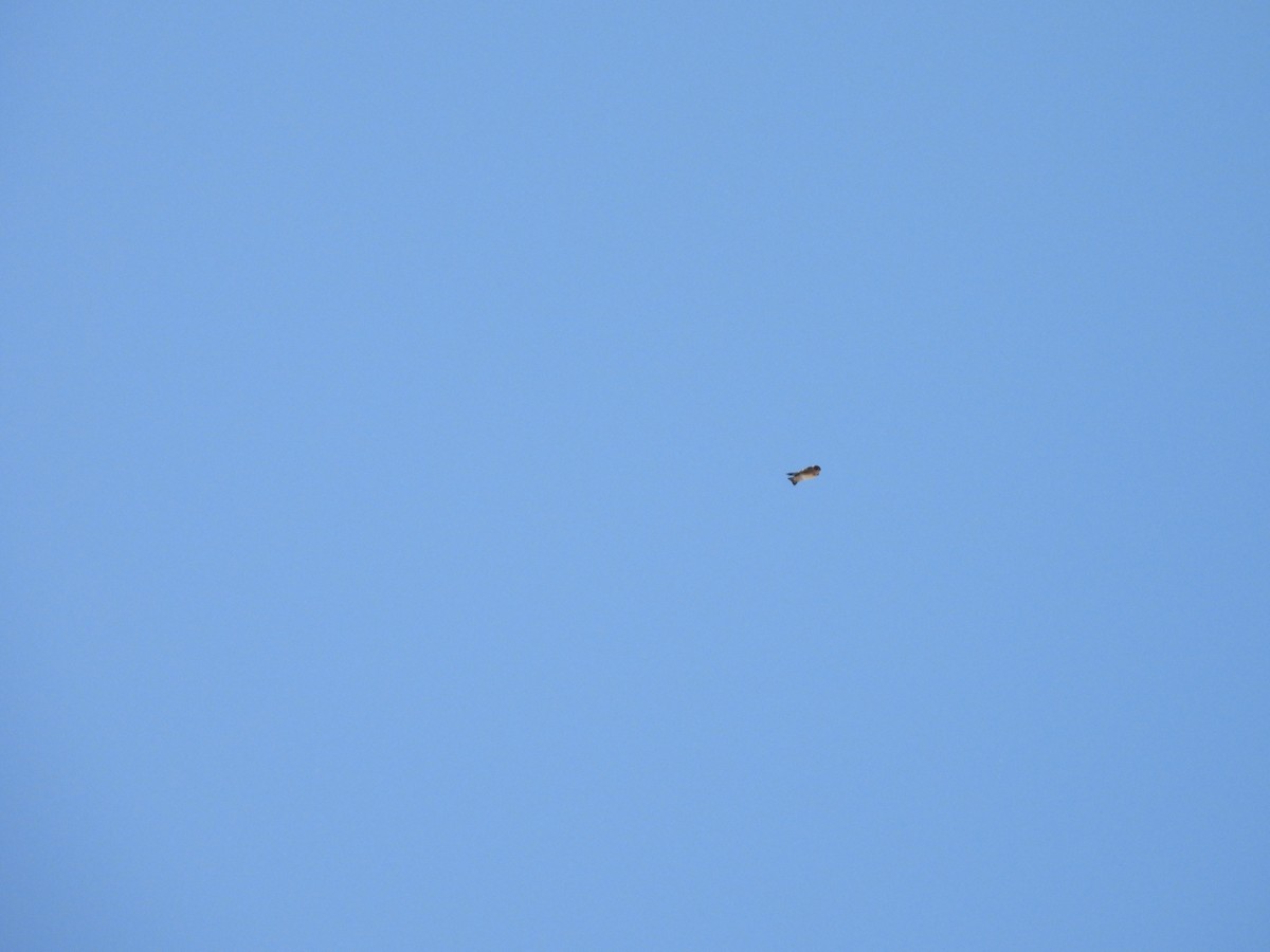 Cave Swallow - ML631017469