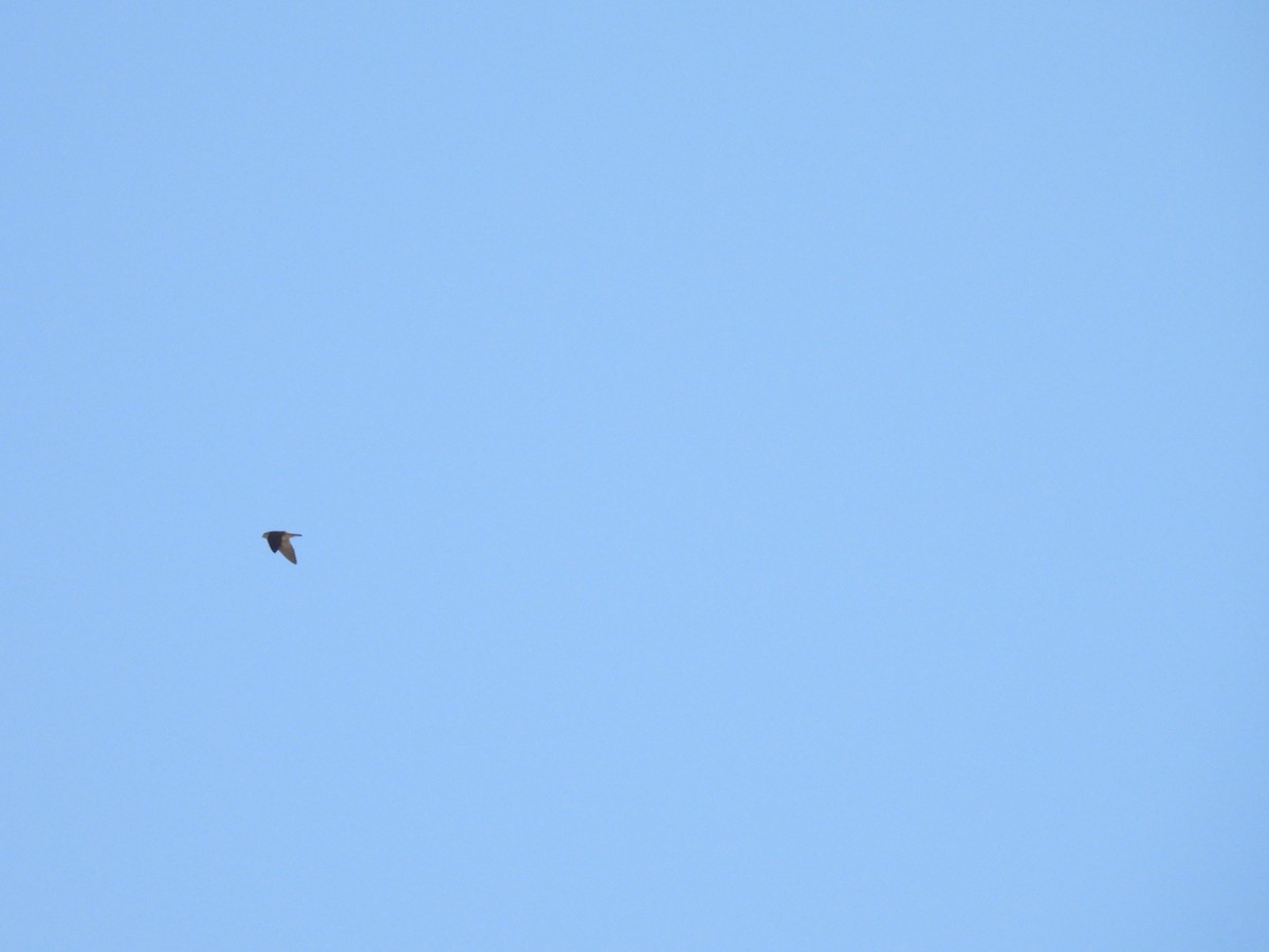 Cave Swallow - ML631017470