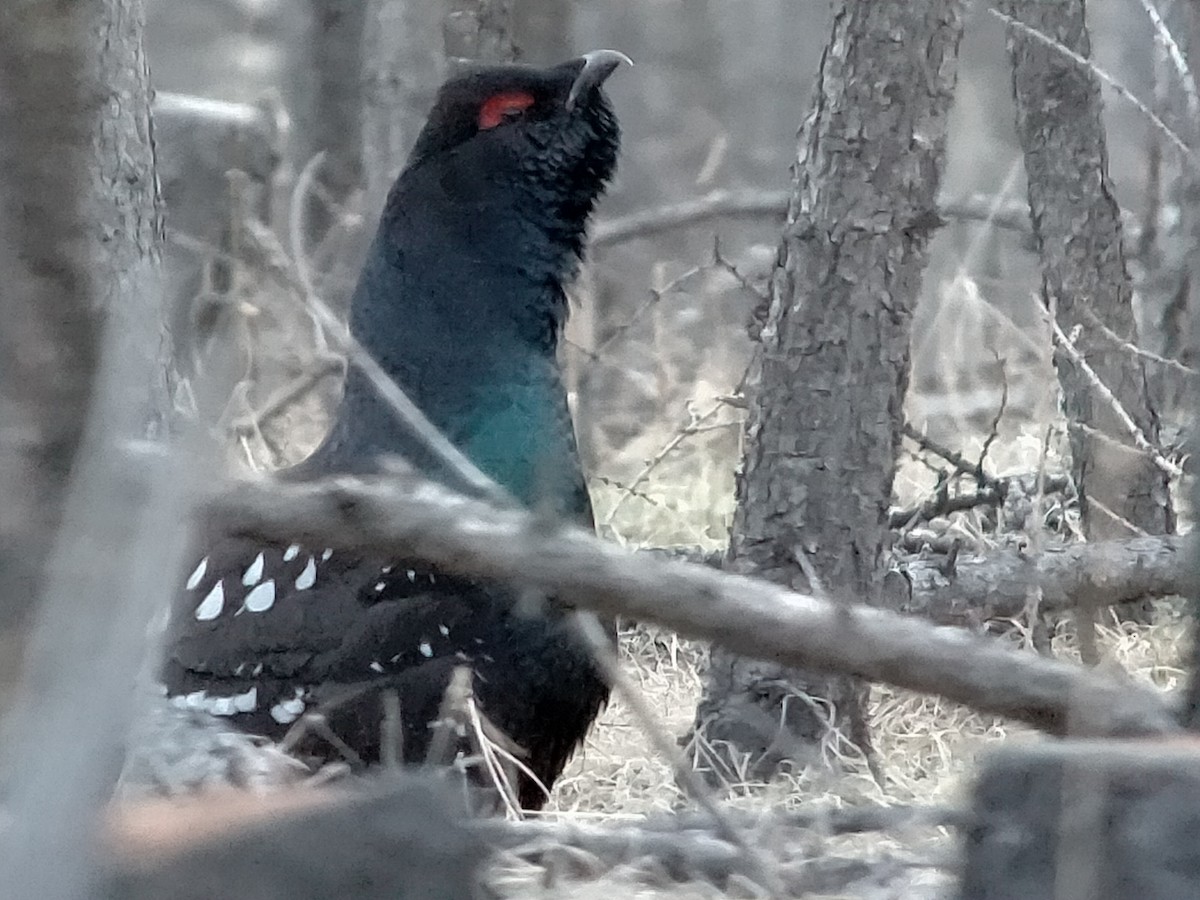 Black-billed Capercaillie - ML631017509