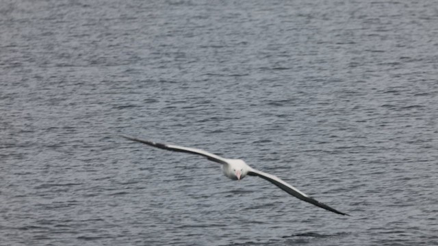 Southern Royal Albatross - ML631017546