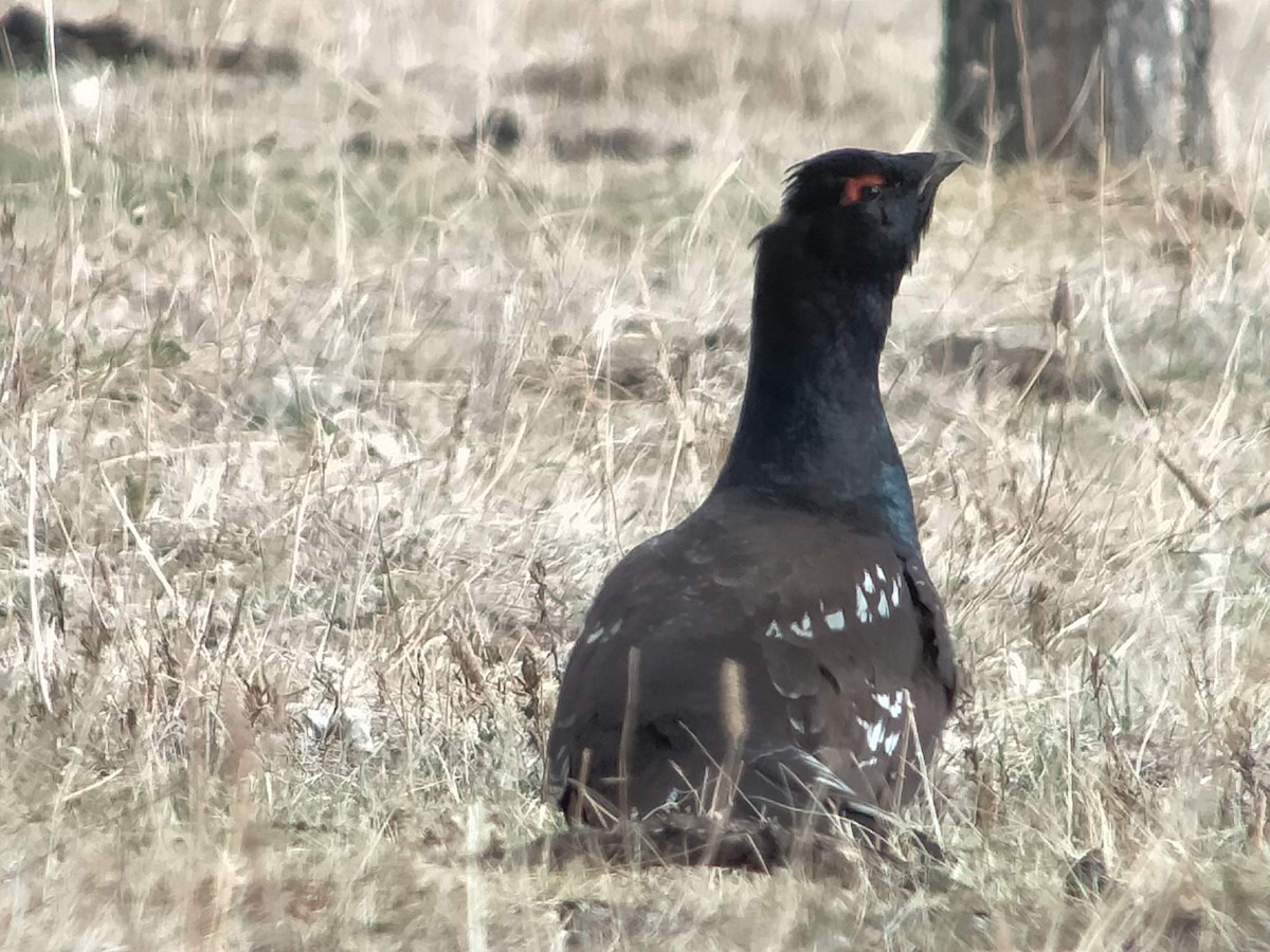 Black-billed Capercaillie - ML631017588