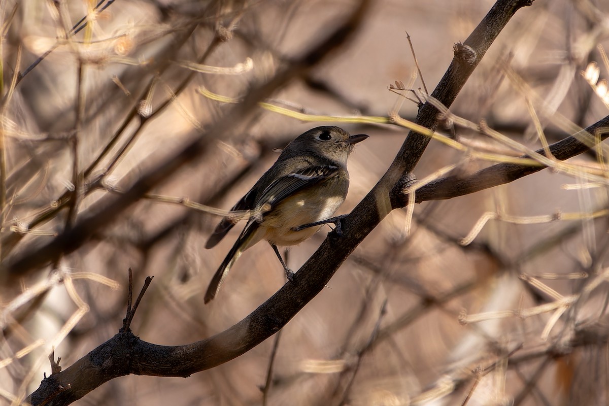 Hutton's Vireo - ML631017707