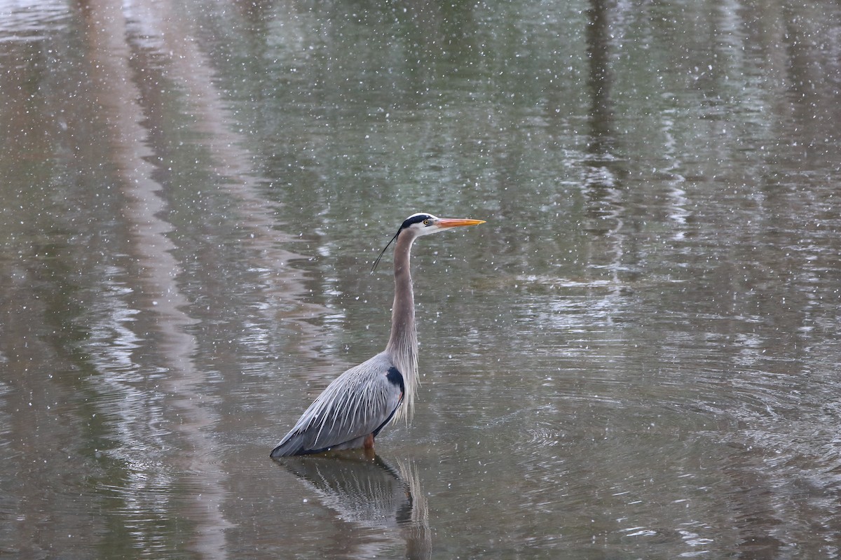 Great Blue Heron - ML631017823