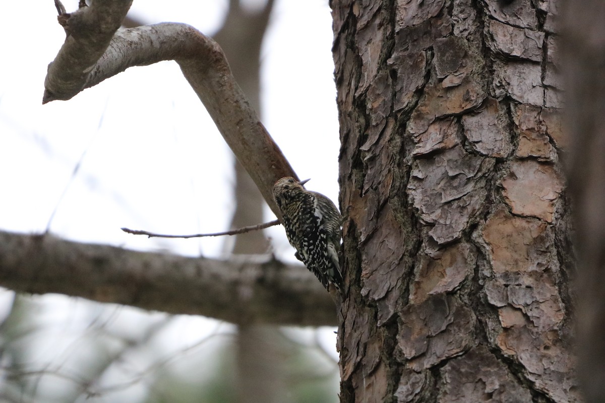 Yellow-bellied Sapsucker - ML631017883