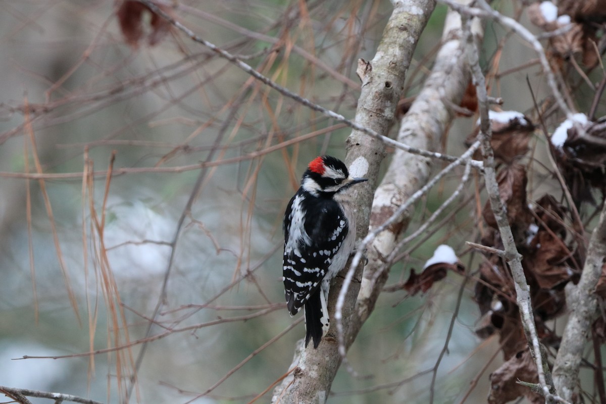 Downy Woodpecker - ML631017918